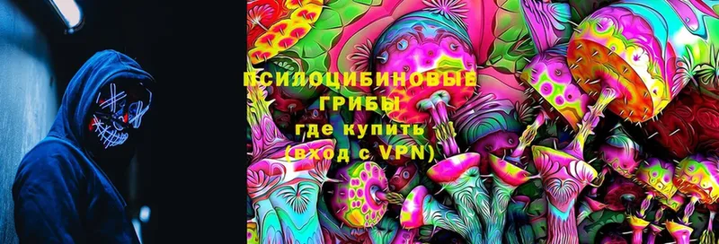 Псилоцибиновые грибы Cubensis  Буинск 